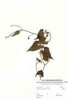 藏品(菜欒藤)的圖片